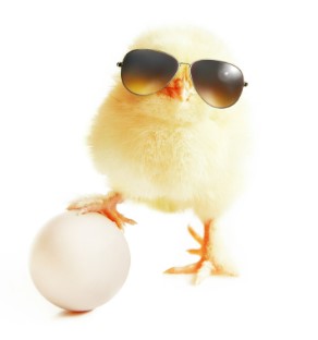 Påskekylling med solbriller som poserer med et egg. Foto.